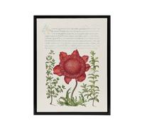 Artery8 Poppy Anemone & Myrtle Calligraphy Framed Canvas Wall Art Print in White | Size: W18" x H24" Artery8 White W18" x H24"