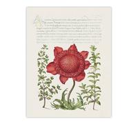 Artery8 Poppy Anemone & Myrtle Calligraphy Wall Art Poster Print in White | Size: W12" x H16" Artery8 White W12" x H16"