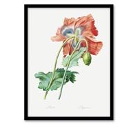 Artery8 Poppy Flower Botanical Framed Wall Art Print A4 Artwork By Redoute : Heritage Blossom Print Lending Botanical Flair To Kitchen Or Dining Room Decor