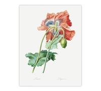 Artery8 Poppy Flower Botanical Large Wall Art Poster Print 18X24 Inch Artwork By Redoute : Heritage Blossom Print Lending Botanical Flair To Kitchen Or Dining Room Decor