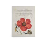 Artery8 Poppy Snail & Crane Fly Calligraphy Canvas Wall Art Print in White | Size: W18" x H24" Artery8 White W18" x H24"