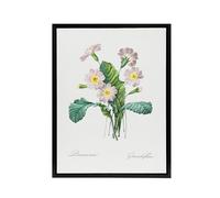 Artery8 Primrose Floral Illustration Black Framed Canvas Wall Art Print 24X32 Artwork By Redoute : Primrose Bloom Artwork Offering Colour Lift And Calm Tone To Relaxed Living Room