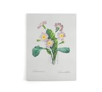 Artery8 Primrose Floral Illustration Canvas Wall Art Print 12X16 Artwork By Redoute : Primrose Bloom Artwork Offering Colour Lift And Calm Tone To Relaxed Living Room