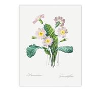 Artery8 Primrose Floral Illustration Unframed Wall Art Print Poster 12X16 Artwork By Redoute : Primrose Bloom Artwork Offering Colour Lift And Calm Tone To Relaxed Living Room