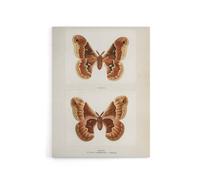 Artery8 Promethea Silkmoth Female Sherman Denton Canvas Wall Art Print in White | Size: W12" x H16" Artery8 White W12" x H16"