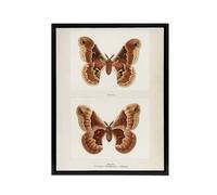 Artery8 Promethea Silkmoth Female Sherman Denton Framed Canvas Wall Art Print in White | Size: W24" x H32" Artery8 White W24" x H32"