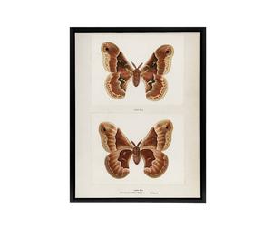 Artery8 Promethea Silkmoth Female Sherman Denton Framed Canvas Wall Art Print in White | Size: W24" x H32" Artery8 White W24" x H32"
