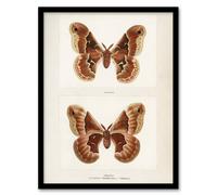 Artery8 Promethea Silkmoth Female Sherman Denton Framed Wall Art Print in White | Size: W12" x H16" Artery8 White W12" x H16"