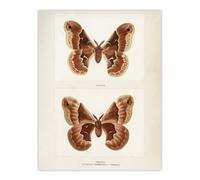 Artery8 Promethea Silkmoth Female Sherman Denton Wall Art Poster Print 12X16"