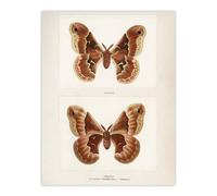Artery8 Promethea Silkmoth Female Sherman Denton Wall Art Poster Print in White | Size: W18" x H24" Artery8 White W18" x H24"