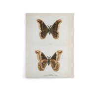 Artery8 Promethea Silkmoth Male Sherman Denton Canvas Wall Art Print in White | Size: W12" x H16" Artery8 White W12" x H16"