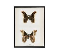 Artery8 Promethea Silkmoth Male Sherman Denton Framed Canvas Wall Art Print in White | Size: W18" x H24" Artery8 White W18" x H24"