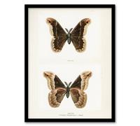 Artery8 Promethea Silkmoth Male Sherman Denton Framed Wall Art Print in White | Size: W12" x H16" Artery8 White W12" x H16"