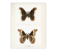 Artery8 Promethea Silkmoth Male Sherman Denton Wall Art Poster Print in White | Size: W18" x H24" Artery8 White W18" x H24"