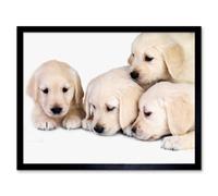 Artery8 Puppys Baby Golden Retriever Dogs Pets 12X16" Framed Wall Art Print