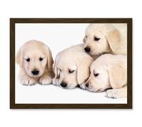 Puppys Golden Retriever Dog Pet Labrador Cute A4 Artwork Framed Wall Art Print Artery8 Brown One Size
