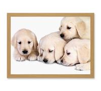 Puppys Golden Retriever Dog Pet Labrador Cute A4 Artwork Framed Wall Art Print Artery8 Light Oak One Size