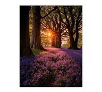 Wall Art Print Purple Bluebell Woods At Dawn Sunrise Peaceful Elegant Artwork Poster Artery8 Multi W18 inch x H24 inch