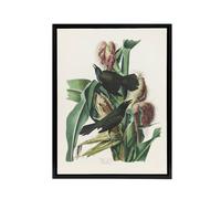 Artery8 Purple Grackle Crow Blackbird Audubon Nature Black Framed Canvas Art in White | Size: W12" x H16" Artery8 White W12" x H16"