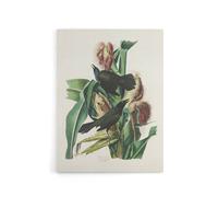 Artery8 Purple Grackle Crow Blackbird Audubon Nature Canvas Wall Art in White | Size: W24" x H32" Artery8 White W24" x H32"