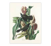 Artery8 Purple Grackle Crow Blackbird Audubon Nature Wall Art Print Poster in White | Size: W24" x H32" Artery8 White W24" x H32"