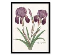 Artery8 Purple iris germanica Anselmus de Boodt Framed Wall Art Print in White | Size: W12" x H16" Artery8 White W12" x H16"