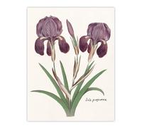 Artery8 Purple iris germanica Anselmus de Boodt Wall Art Poster Print in White | Size: W24" x H32" Artery8 White W24" x H32"