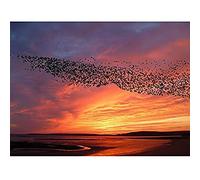 Artery8 Purple Orange Sunset Flock Birds Landscape Photo Art Print Canvas Premium Wall Decor Poster Mural