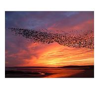 Artery8 Purple Orange Sunset Flock Birds Landscape Photo Large XL Wall Art Canvas Print