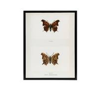 Artery8 Question Mark Butterfly Vintage Artwork Denton Framed Canvas Wall Art in White | Size: W24" x H32" Artery8 White W24" x H32"