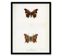 Artery8 Question Mark Butterfly Vintage Artwork Denton Framed Wall Art Print in White | Size: A4 Artery8 White A4
