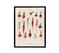 Artery8 Radishes from Album Benary Ernst Benary Framed Canvas Wall Art Print in White | Size: W18" x H24" Artery8 White W18" x H24"
