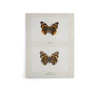 Artery8 Red Admiral Butterfly Vintage Illustration Denton Canvas Art Print in White | Size: W24" x H32" Artery8 White W24" x H32"