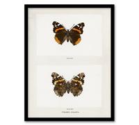Artery8 Red Admiral Butterfly Vintage Illustration Denton Framed Art Print in White | Size: A4 Artery8 White A4