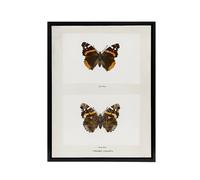 Artery8 Red Admiral Butterfly Vintage Illustration Denton Framed Canvas Art in White | Size: W18" x H24" Artery8 White W18" x H24"