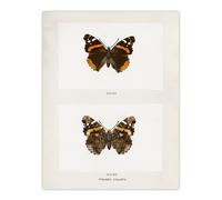 Artery8 Red Admiral Butterfly Vintage Illustration Denton Wall Art Print in White | Size: W24" x H32" Artery8 White W24" x H32"
