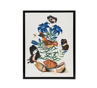 Artery8 Red Avadavat Swallowtail & Shells Bolton Black Framed Canvas Art | Size: W12" x H16" Artery8 Multicolor W12" x H16"