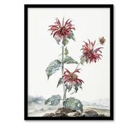 Artery8 Red Bergamot Flowers in a Landscape By Aert Schouman Framed Wall Art Print A4 : Vibrant garden flowers exuding beauty ideal for hallway or botanical inspired living room
