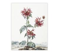 Artery8 Red Bergamot Flowers in a Landscape By Aert Schouman Wall Art Print 12X16 : Vibrant garden flowers exuding beauty ideal for hallway or botanical inspired living room