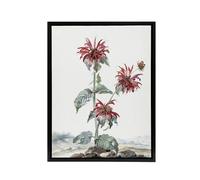 Artery8 Red Bergamot Flowers in a Landscape Schouman Framed Canvas Wall Art in White | Size: W18" x H24" Artery8 White W18" x H24"
