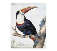 Artery8 Red Billed Toucan Bird Painting Schouman Wall Art Poster Print in White | Size: W18" x H24" Artery8 White W18" x H24"
