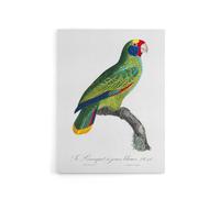 Artery8 Red & Blue Amazon Parrot Levaillant Canvas Wall Art Print in White | Size: W24" x H32" Artery8 White W24" x H32"