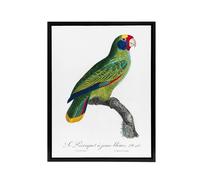 Artery8 Red & Blue Amazon Parrot Levaillant Framed Canvas Wall Art Print in White | Size: W24" x H32" Artery8 White W24" x H32"