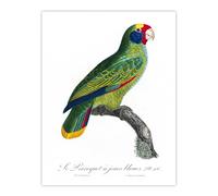 Artery8 Red & Blue Amazon Parrot Levaillant Wall Art Poster Print in White | Size: W18" x H24" Artery8 White W18" x H24"
