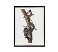 Artery8 Red Cockaded Woodpecker Audubon Nature Black Framed Canvas Wall Art in White | Size: W12" x H16" Artery8 White W12" x H16"