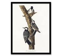 Artery8 Red Cockaded Woodpecker Audubon Nature Framed Wall Art Print in White | Size: A4 Artery8 White A4