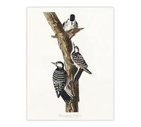 Artery8 Red Cockaded Woodpecker Unframed Wall Art Print Poster 12X16 Artwork By Audubon : Woodpecker Bird Print Suited For Hallway Or Lounge Showing Nature Pattern And Intricate Texture