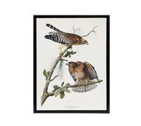 Artery8 Red Shouldered Hawk Audubon Nature Black Framed Canvas Wall Art in White | Size: W18" x H24" Artery8 White W18" x H24"