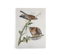 Artery8 Red Shouldered Hawk Audubon Nature Canvas Wall Art in White | Size: W24" x H32" Artery8 White W24" x H32"