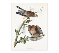 Artery8 Red Shouldered Hawk Audubon Nature Wall Art Print Poster in White | Size: W18" x H24" Artery8 White W18" x H24"